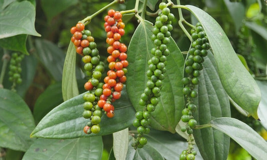 Hạt Tiêu Việt Nam Tăng Trưởng Mạnh Mẽ, Khẳng Định Vị Thế Trên Thị Trường Quốc Tế